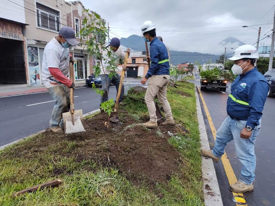 Quetzaltenango retoma rearborización de calles, con dos clases de árboles