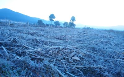 Helada en Quetzaltenango, en el último día de noviembre 2021