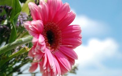 Contemple la divinidad de la creación en las flores, para iniciar bien el sábado