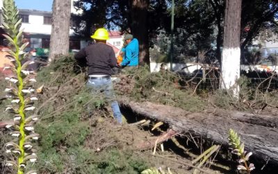 Cortan árboles en la zona 3 de Xela