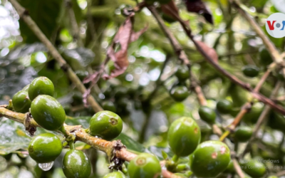 El aumento del calor enferma los cafetales de El Salvador