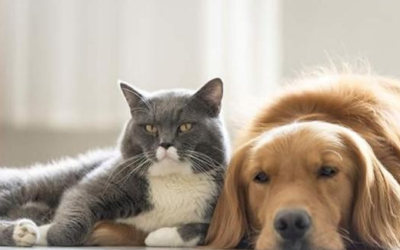 Desarrollarán estudio en Quetzaltenango para determinar si mascotas pueden contagiarse con COVID-19