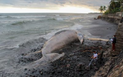 Localizan ballena en estado de descomposición en una playa del departamento La Libertad, el Salvador