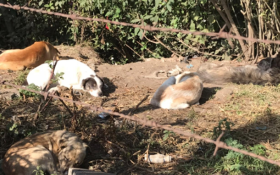 Vecinos piden acciones de autoridades por jauría que ha mordido a varias personas