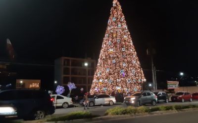 Encienden el Árbol Gallo