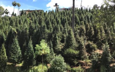 60 mil productos y subproductos del pinabete son producidos en la temporada navideña 2021