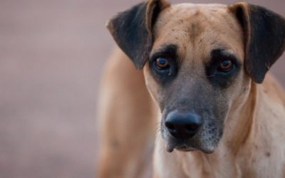 Bomberos de Cantel rescatan a perritos, refieren sobre su labor