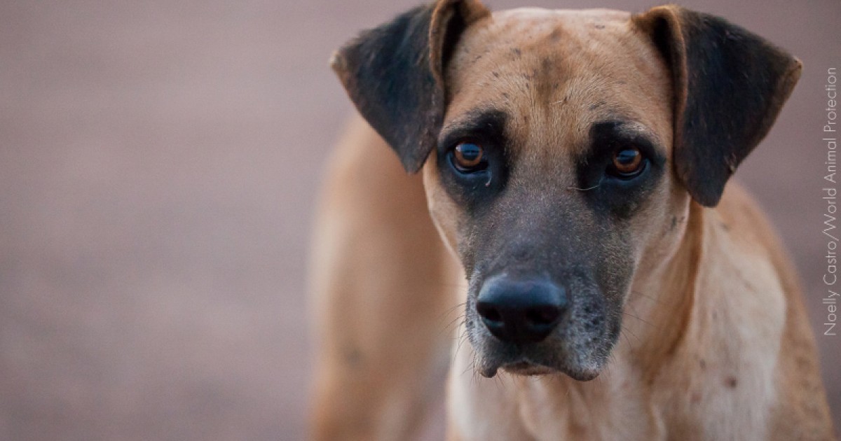 Bomberos de Cantel rescatan a perritos, refieren sobre su labor