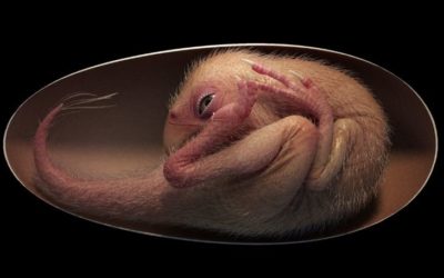 Impresionante embrión de dinosaurio perfectamente conservado en su huevo