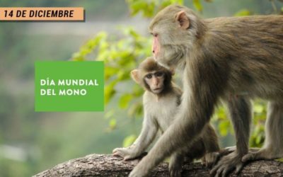 Día Internacional del Mono