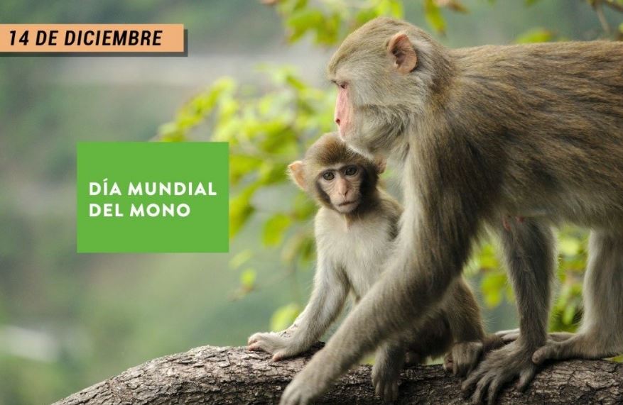 Día Internacional del Mono