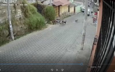 Lanzan mortero contra perritos en una calle de Xela