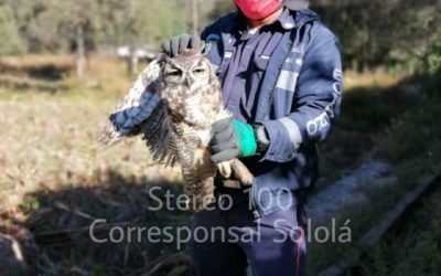 Búho busca refugio en vivienda