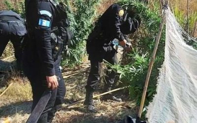Erradican 4 mil 800 matas de marihuana en Totonicapán