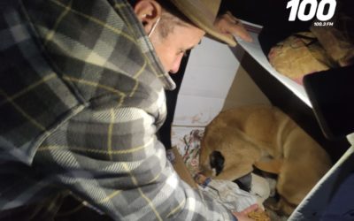 Asociación rescata a perrita y sus cachorros en mercado Municipal de Totonicapán