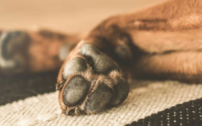 Cohetillo explotó adentro del hocico de perrito en Retalhuleu