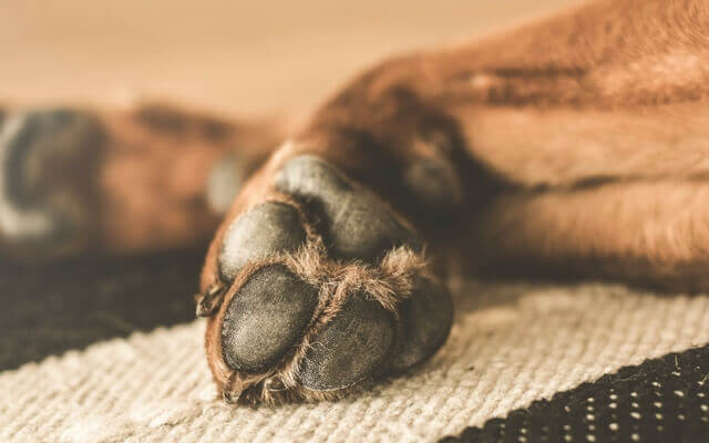 Cohetillo explotó adentro del hocico de perrito en Retalhuleu