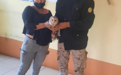 Ciudadana entrega a PNC ave en peligro de extinción