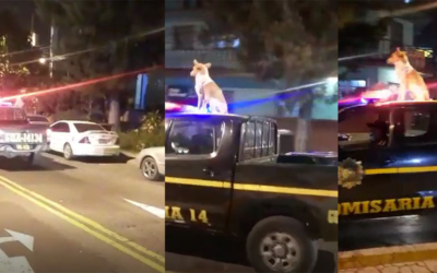 Viral: Firulais patrullando en Guatemala