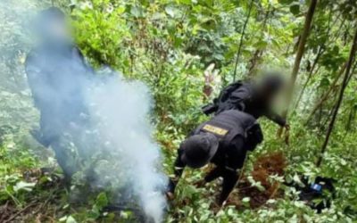 Erradican más de 26 mil arbustos de hoja de coca