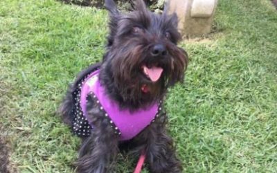 Ayuda a que «Polly» regrese a casa