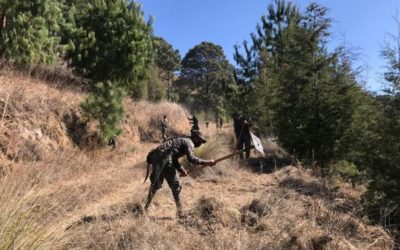 Elaboran rondas cortafuegos en bosques de Cantel
