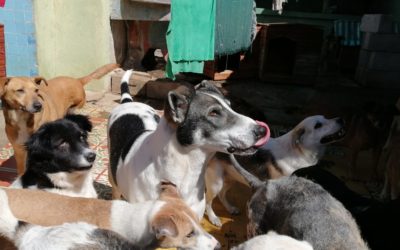 Más de 75 perros esperan ser adoptados, la asociación GUAU Xela hizo este llamado a ciudadanos.