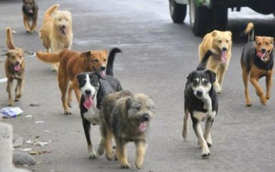 Abandono de perros en Xela se ha incrementado.