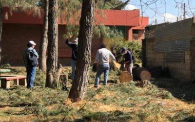 Evalúan daños tras caída de árbol en instituto de Quetzaltenango