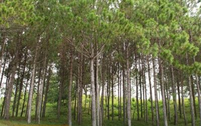 Inab invita a reflexionar sobre la importancia de los bosques