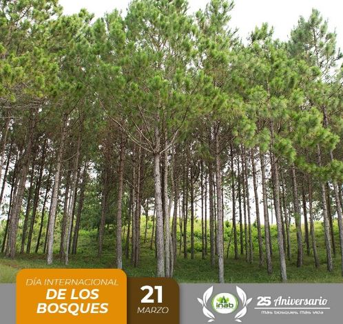 BOSQUES
