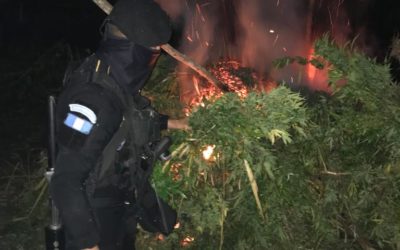 PNC erradica marihuana valorada en más de Q15 millones