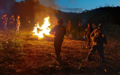 Erradican más de 90 mil matas de marihuana