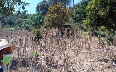 Cadáver de hombre localizado colgado en un árbol y con señales de violencia en Sololá, es de origen español.