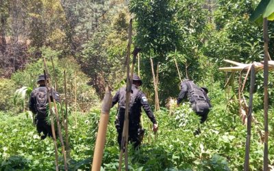 Erradican más de 370 mil matas de marihuana en Momostenango