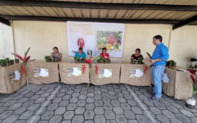 Desarrollan en Quetzaltenango concurso anual de injertadoras de café