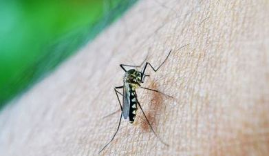 Cinco municipios en Quetzaltenango registran casos de dengue