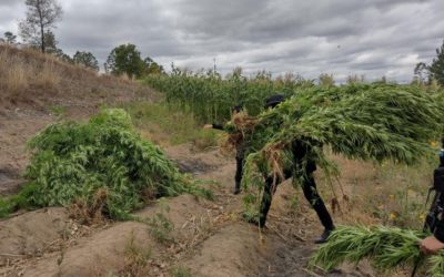 Incautan droga valorada en más de Q9 millones