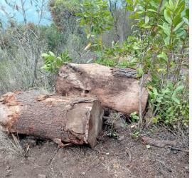 Comunitarios detienen a hombre señalado de dirigir estructura de tala ilegal