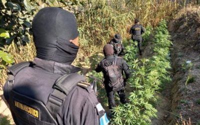 11 mil 987 matas de marihuana erradicadas e incineradas en Totonicapán.