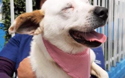 «Reciclatón» para ayudar a perritos rescatados