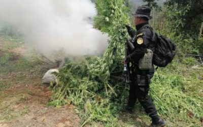 En mayo erradican cultivos de droga valorados en más de Q188 millones