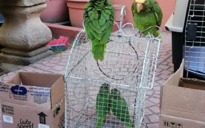 Diprona rescata a loros y pericas en Quetzaltenango