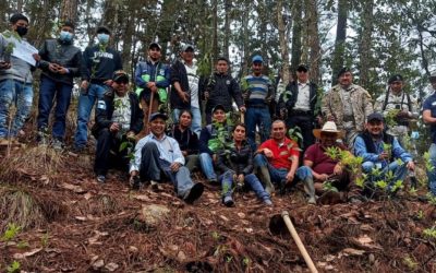 Siembran 1 mil 500 árboles en Cabricán