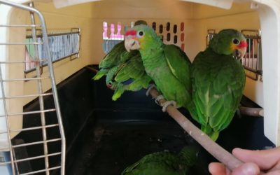 Quetzaltenango: Tráfico ilegal de especies en peligro de extinción; han rescatado varios animales en días recientes