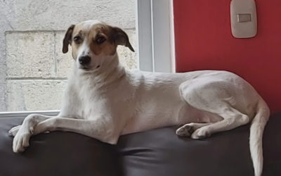 Día Mundial del Perro Sin Raza