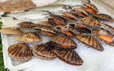 Guatemala: Prohiben pesca de moluscos «bivalvos» como mejillones, conchas y ostras