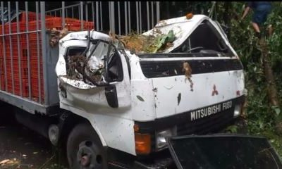 Árbol cae sobre camión y piloto resulta ileso