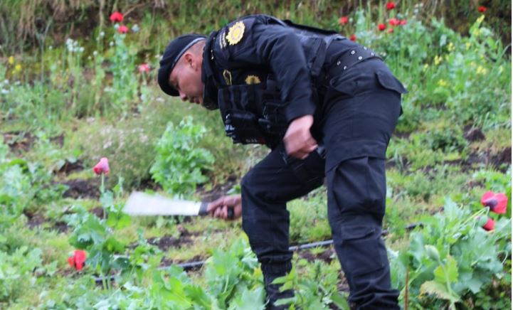 Erradican droga valorada en unos Q4 millones