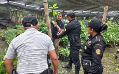 PNC siembra árboles en Quiché, Quetzaltenango y Huehuetenango